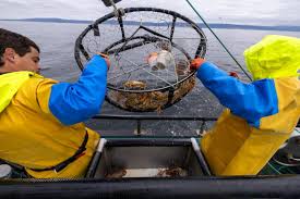 Record-breaking El Niño could gut California’s crab and salmon fleets