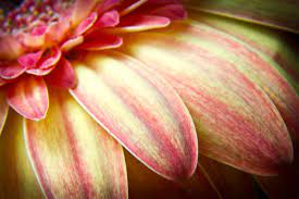 Flowers Are Always An Interesting Subject To Shoot You Can Play With Depth Of Field Dof Macro Wat Macro Photography Flowers Macro Flower Macro Photography