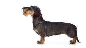 Thinking about adopting a dachshund puppy? Dachshund Wire Haired Dog Breed Information Purina