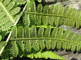 Image result for Deparia