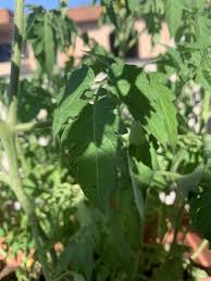 There are a few different options on how to control them, though some type of pesticide will likely be necessary. Pin On Gardening