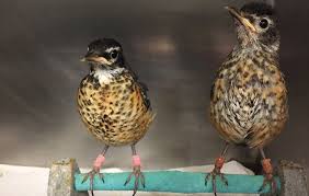 As the baby grows older, you can introduce it to things like mealworms and other items which it will find outdoors such as berries or seeds. What To Do If You Find A Baby Bird Portland Audubon