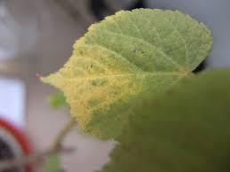 Occasionally, however, yellowing indicates a. Lime Tree Leaves Turning Yellow