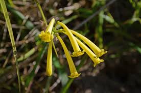 Image result for Cyrtanthus mackenii