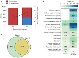 The proteins of ebola and marburg are likewise similar. Frontiers Protection Against Marburg Virus Using A Recombinant Vsv Vaccine Depends On T And B Cell Activation Immunology