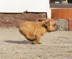  Fast Puppy Binatang Lucu Anak Anjing Humor Hewan Lucu