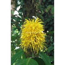 Image result for Justicia aurea