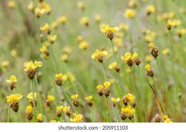 Image result for Xyridaceae