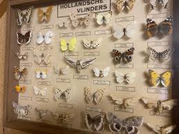 Check spelling or type a new query. Lot Art Interesting Butterfly And Moth Display Cases The Netherlands And Indonesia Various Named Species 40 60 6 Cm 2