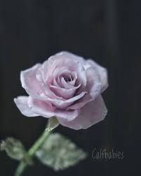 instagram 上的賴宛琪 暑假啥時要結束啊 抱頭 waferpaperflower 威化紙花 flowers rose plants