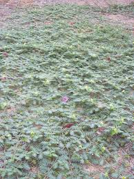 Image result for Tribulus terrestris