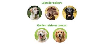 May 05, 2020 · golden retriever: The Loving Labrador Vs The Good Natured Golden Retriever