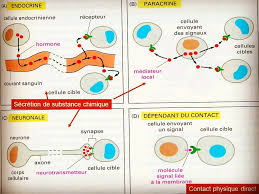 Modes de communication entre cellules - Biologie Simplifiée | Facebook