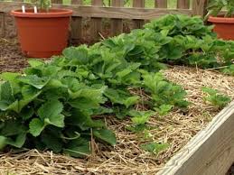 How To Care For Strawberries Strawberry Plants Strawberry Beds Strawberry Plant Care