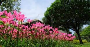 Pin On Zephyranthes Rain Lily