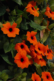 Image result for Thunbergia