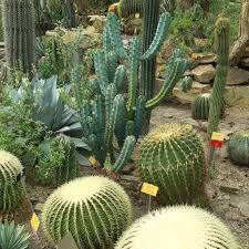 Kind find the below picture which is mentioned down and kind fill in the blanks ? What Adaptations Does A Cactus Plant Have
