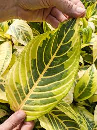 Image result for Sanchezia speciosa