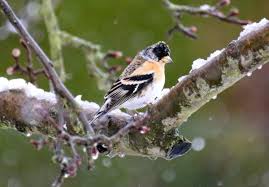 Folglich, wie viele finkenarten gibt es? Finken Bestimmen Erkennen Und Unterscheiden Vogel Im Garten