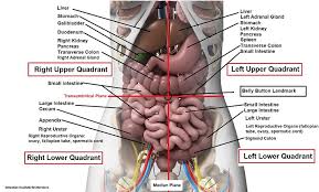 Consequently, pain under the right rib cage may result from conditions which affect any of the organs located within the right upper quadrant. Four Abdominal Quadrants And Nine Abdominal Regions Anatomy And Physiology