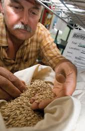 Bringing Barley Back