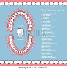Tooth Chart Names Vector Photo Free Trial Bigstock
