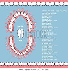 tooth chart names vector photo free trial bigstock