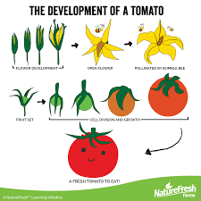 Less light may equal production issues, such as no flowers or flowers but no fruit. The Development Of A Greenhouse Grown Tomato Naturefresh Farms
