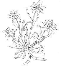 Edelweiss Gif 598 600 Edelweiss Tattoo Flower Drawing Edelweiss Flower
