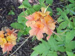 Same day florist flower delivery. Introduction To Flowers Flowers Wild Flowers Plants