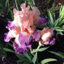 Guide To Beautiful Bearded Irises Part 2 Iris Garden Bearded Iris Iris