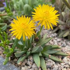 Image result for Hereroa glenensis