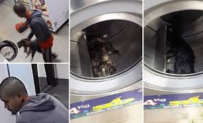 Sudah banyak kedai dobi layan diri untuk mencuci pakaian yang dibuka sana sini. Lelaki Bunuh 3 Kucing Dalam Mesin Basuh Di Kedai Dobi The Sentral