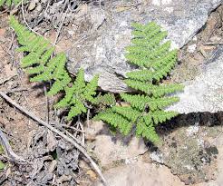 Image result for Cheilanthes similis