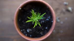 Image result for rosemary cuttings