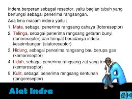 Saraf parasimpatik melebarkan pupil mata c. Oleh Dina Septiarini Fauzia Anggraeni P Xi Ipa 1 Ppt Download