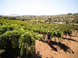 Carlsbad seapointe resort is a wedding venue in carlsbad, california. Where To Go Wine Tasting In San Diego Ca