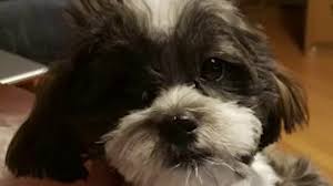 Petland florida has top quality puppies from the top 2% usda breeders available for purchase. Florida Puppy Schemes Up 140 Amid Covid 19 Pandemic