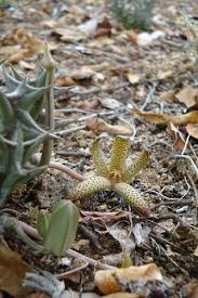 Image result for Orbea maculata