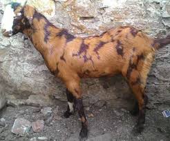 Sirohi Goat Breed Profile Information Guide Goat Farming