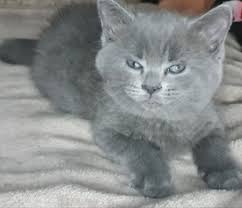 Fluffy male grey tabby kitten for sale, lincolnshire, lincoln, pets, cats. Jtamyv U5qy5xm