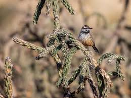 How much sun does a cactus need? Cactus Wren Identification All About Birds Cornell Lab Of Ornithology