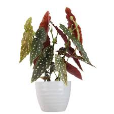 Image result for Begonia scutifolia