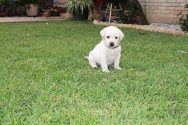 We did not find results for: My White Labs Raising And Loving Pure Bred White Labs Since 1997