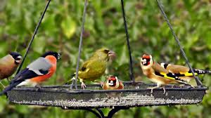 Saka Huylandirma Goldfinch Youtube