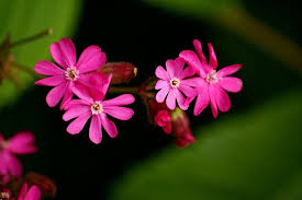 Une belle fleur d amour. 1001 Photos Des Plus Belles Fleurs Du Monde Exotiques Et Rares
