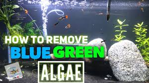 Now, let it sit for 24 hours. How To Kill Blue Green Algae For Good Youtube