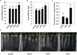 Image result for Rhizobium radiobacter, syn. Agrobacterium tumefaciens