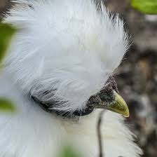 Providing your silkies with crumbles or small pellets may help to ensure they can comfortably eat their feed. How To Care For Silkie Chickens Silkie Chicken World