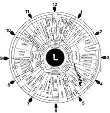 File Iridology Iris Eye Chart Left Mirror Jpg Wikimedia